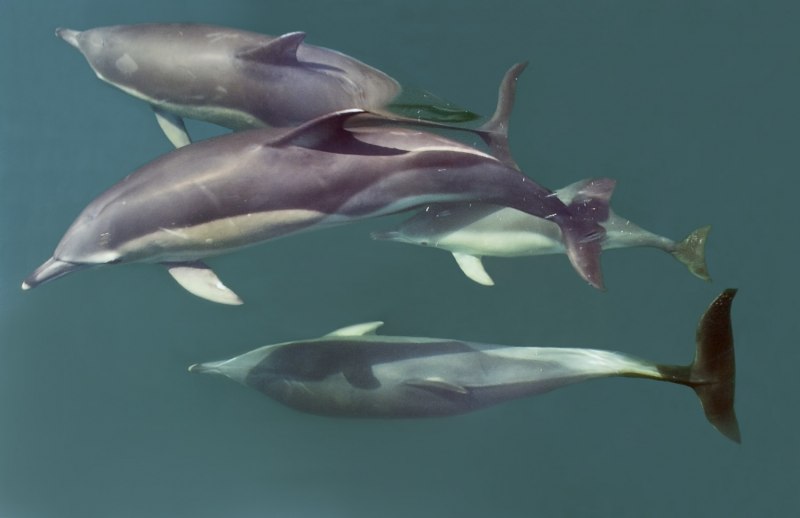 Дельфины фото