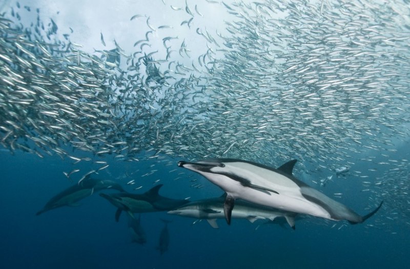 Беломордый Дельфин