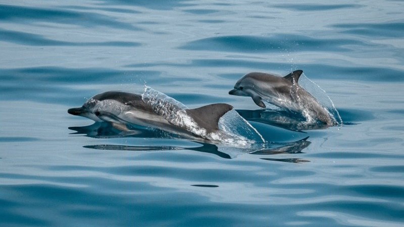 Дельфин белобочка в дельфинарии