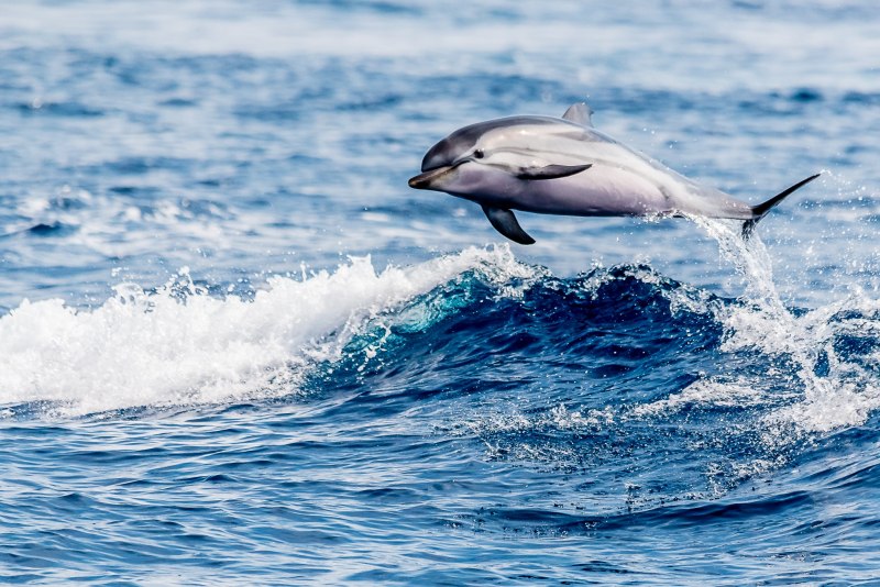 Длиннорылая белобочка
