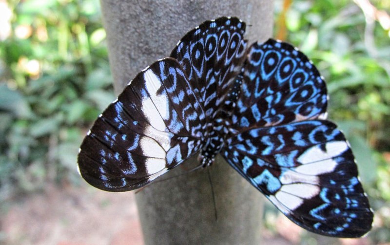 Тропические бабочки в Пантанал