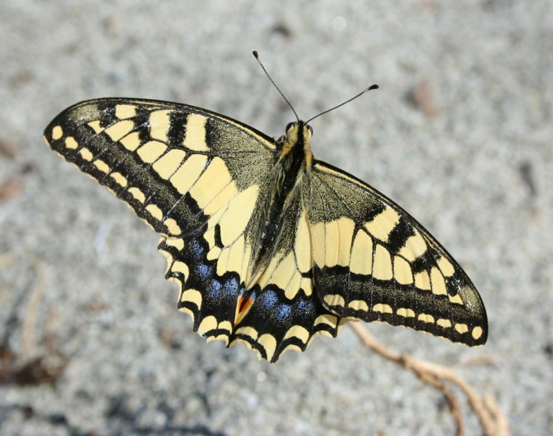 Papilio Homerus