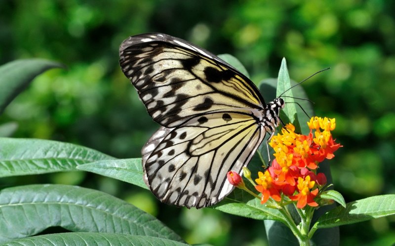 Бабочка Тропическая на цветке
