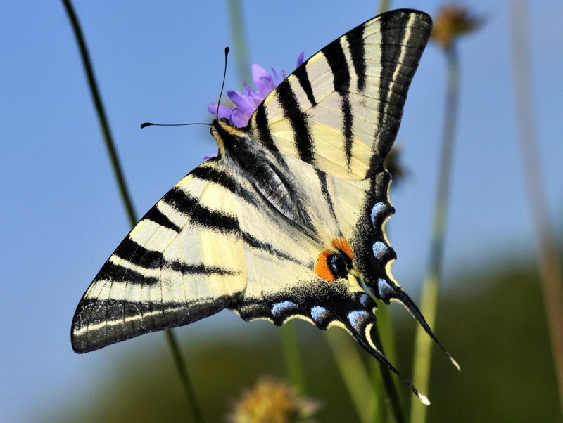 Подалирий (Iphiclides podalirius)