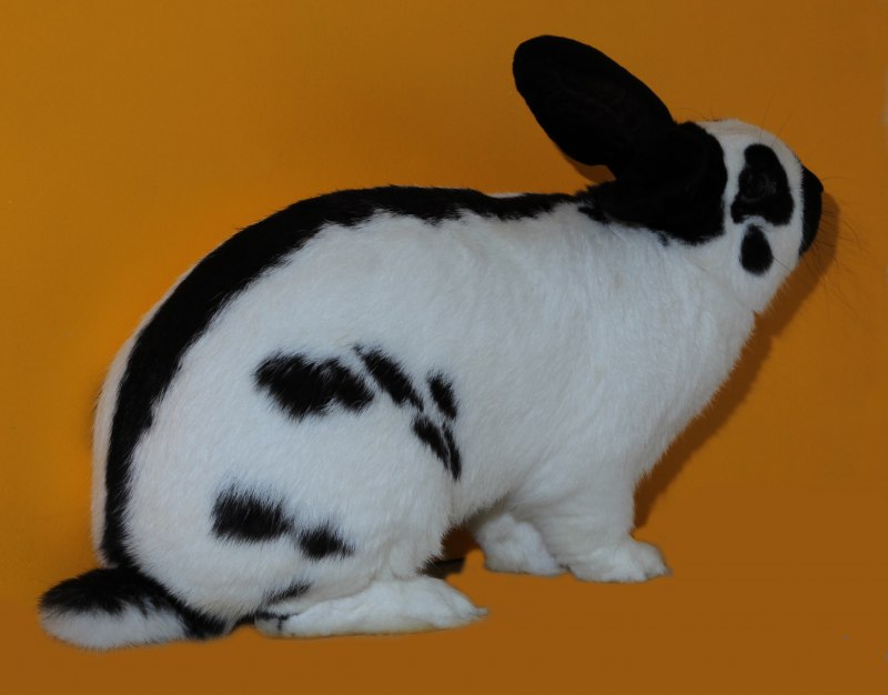 Papillon кролик