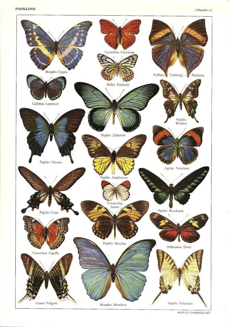 Представители бабочек