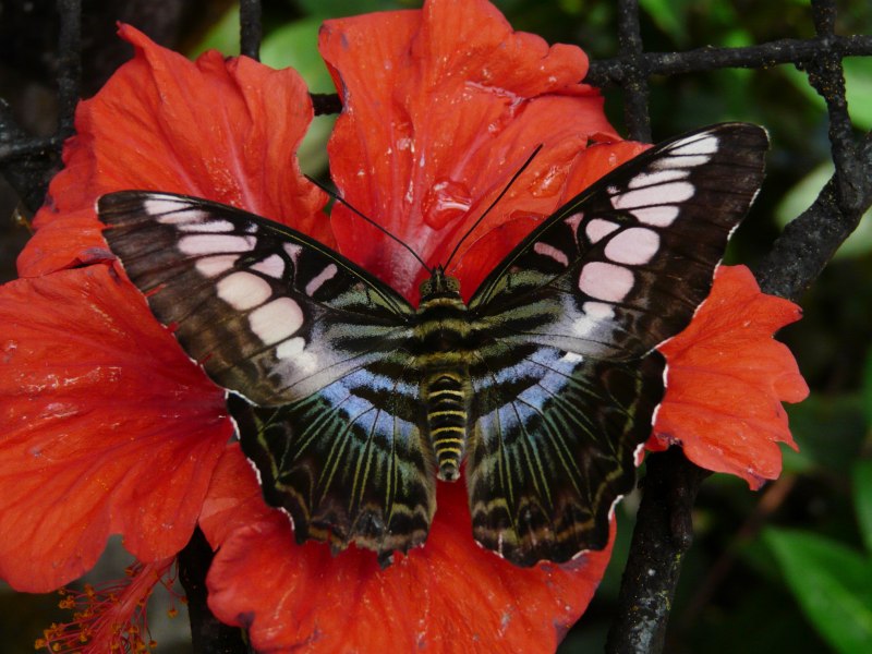 Черный Кардинал бабочка
