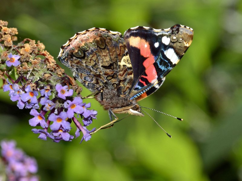 Городская бабочка
