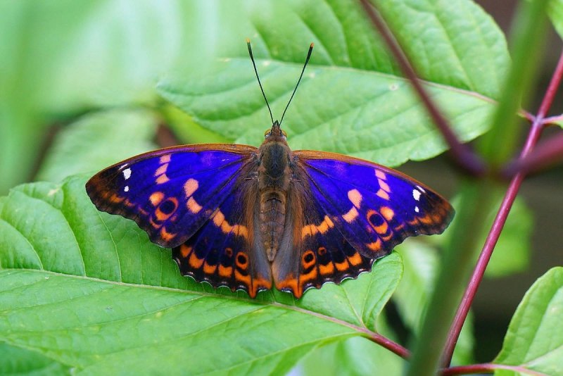 Переливница Ивовая бабочка