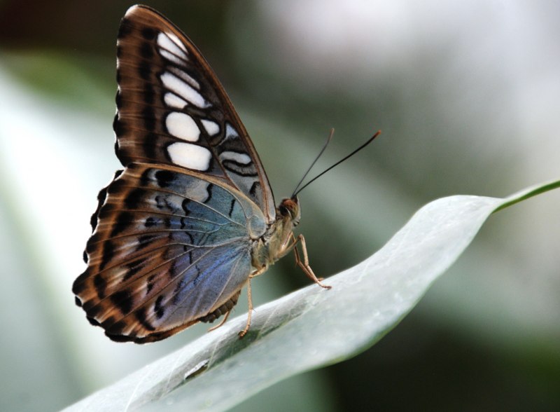 Бабочка Марипоса Шметтерлинг