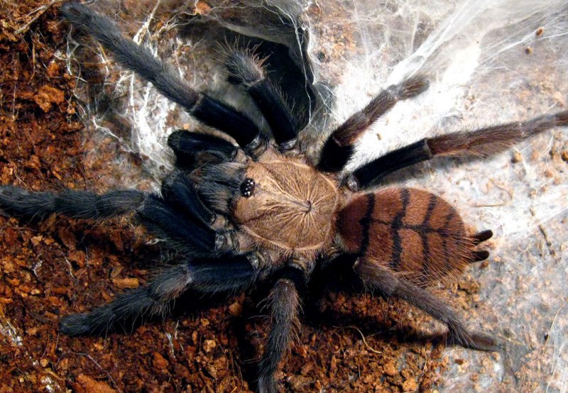 Хилобрахис фимбриатус