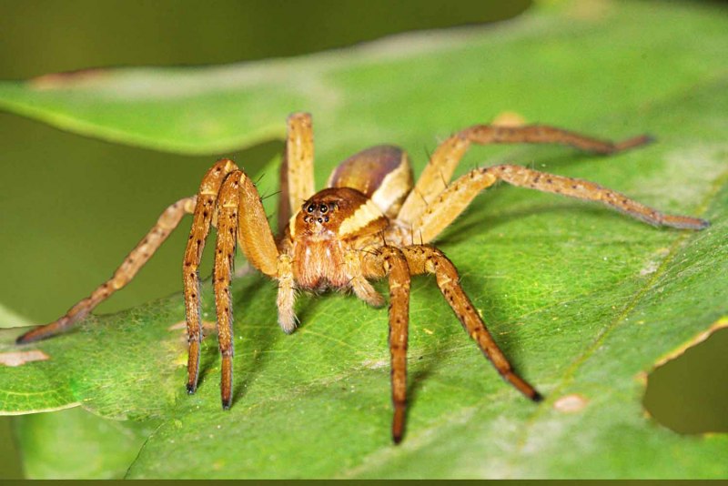 Паук Dolomedes каемчатый охотник