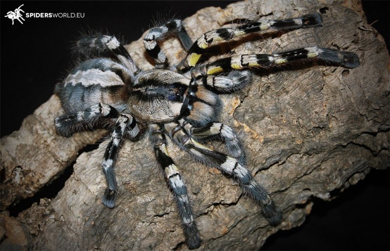 Dolomedes Minor паук