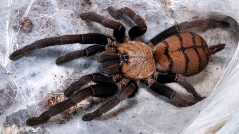 Паук Chilobrachys fimbriatus