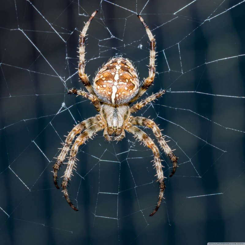 Коричневый паук отшельник