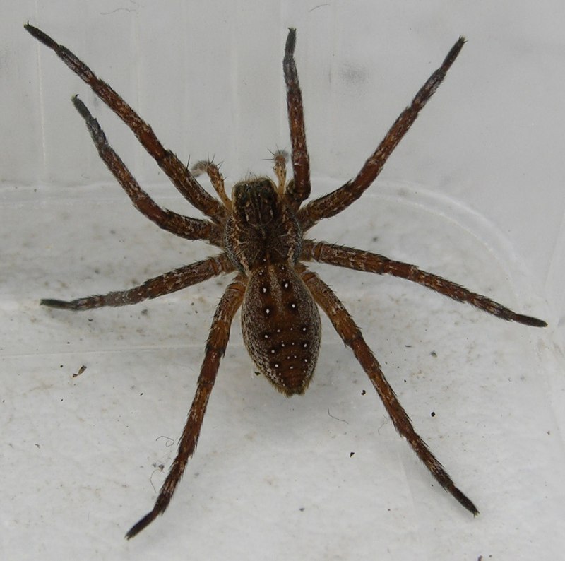Dolomedes fimbriatus паук