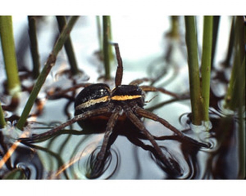Dolomedes aquaticus паук
