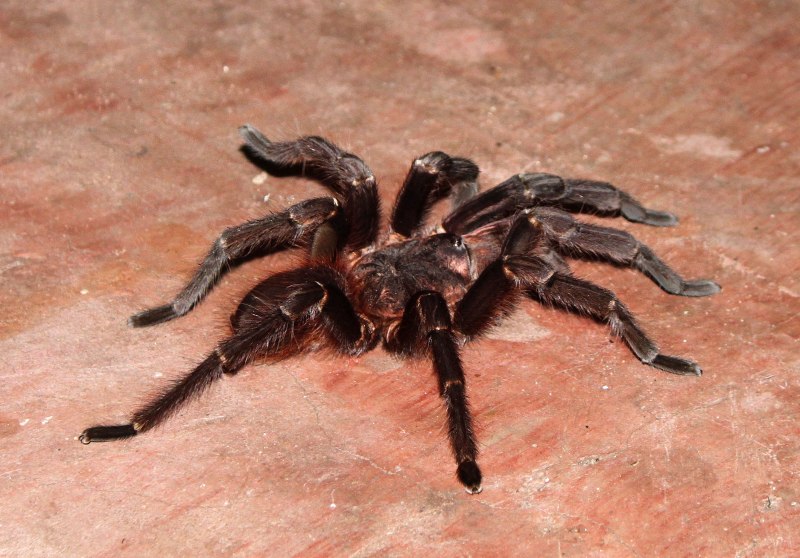 Паук крестовик