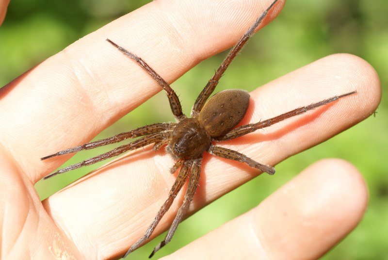 Среда обитания паукообразные пауки