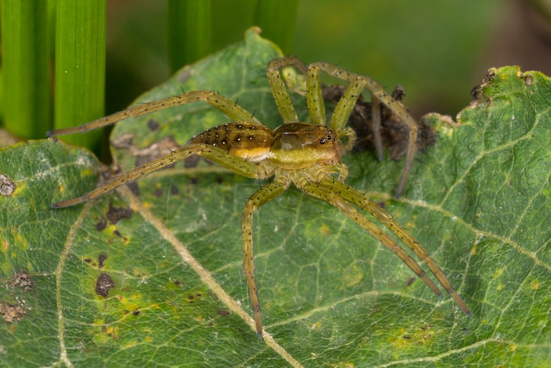 Poecilotheria Ornata l4