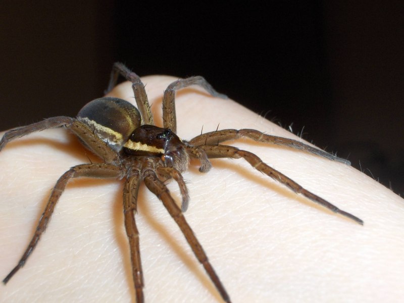 Брюхо тарантула