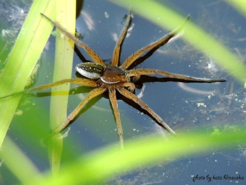 Dolomedes aquaticus паук