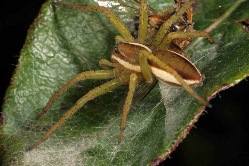 Cyriopagopus SP. Hati