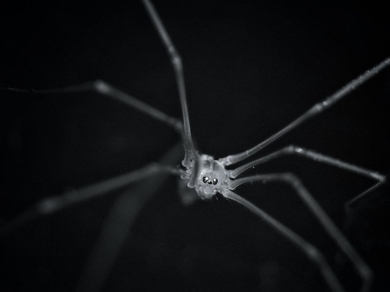 Ceratogyrus attonitifer паук