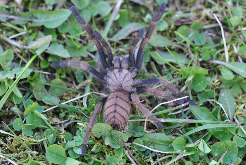 Chilobrachys fimbriatus