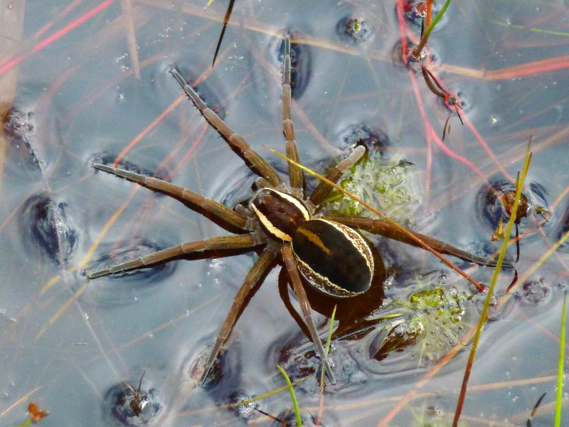 Доломедес фимбриатус
