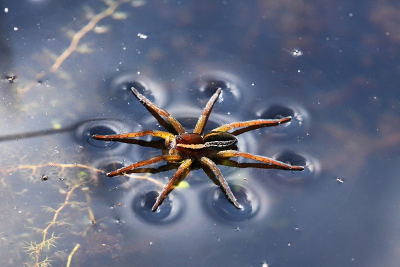 Тарантул на стене