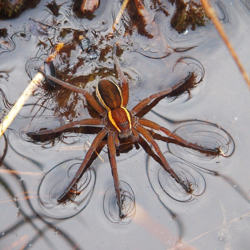 Dolomedes fimbriatus паук