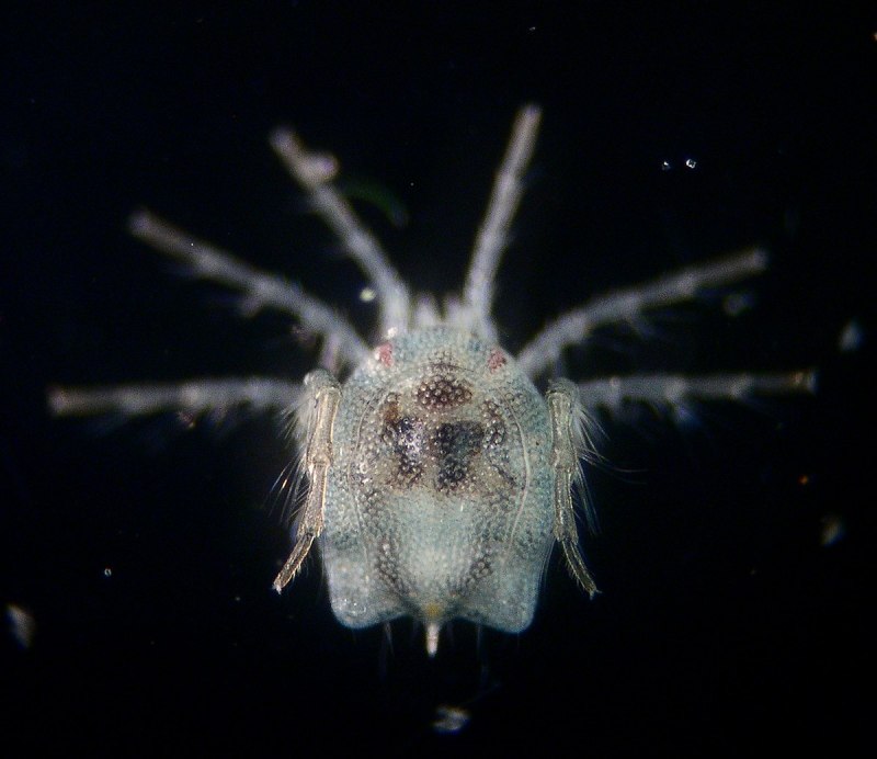 Паук крестовик самка