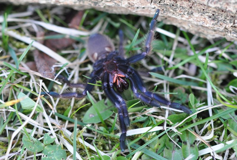 Паук chitob Vietnam Blue