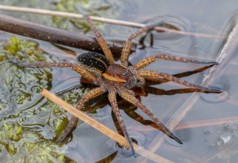 Паук Dolomedes briangreenei