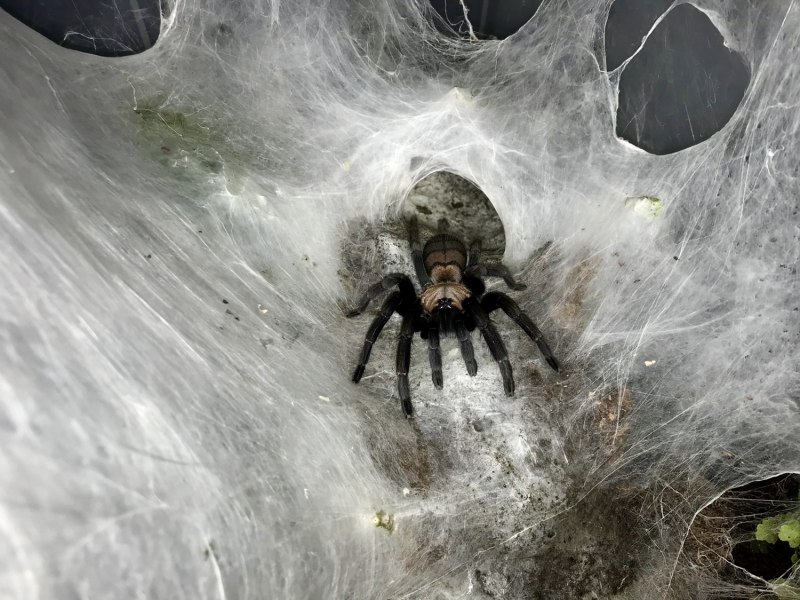 Dolomedes fimbriatus - охотник каёмчатый