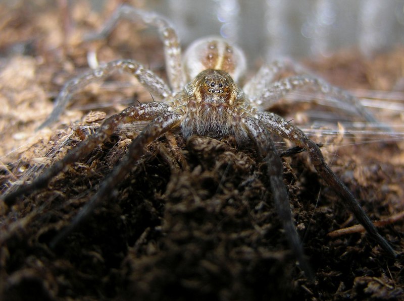 Паук доломедес (Dolomedes fimbriatus)