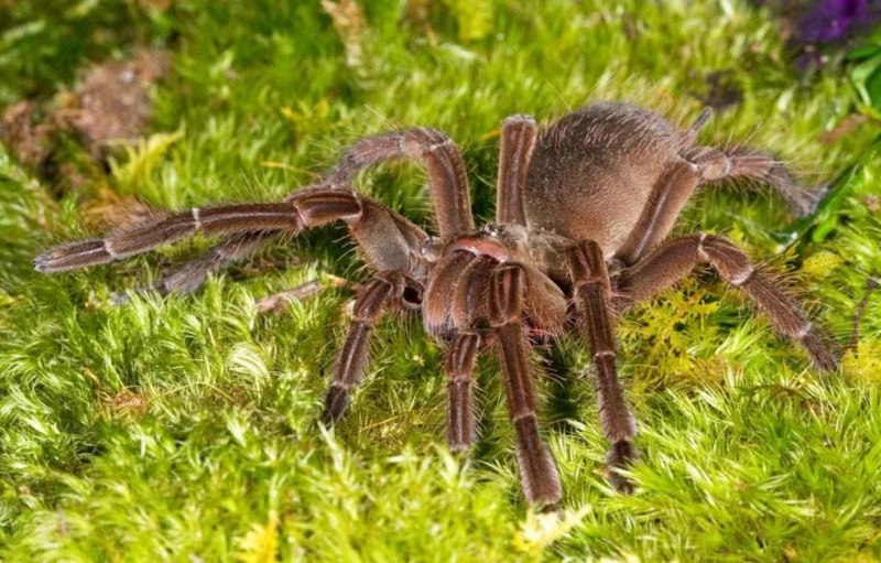 Pholcus phalangioides паук