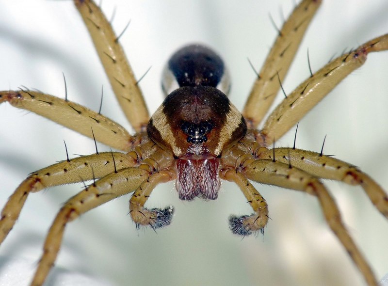 Dolomedes fimbriatus дома