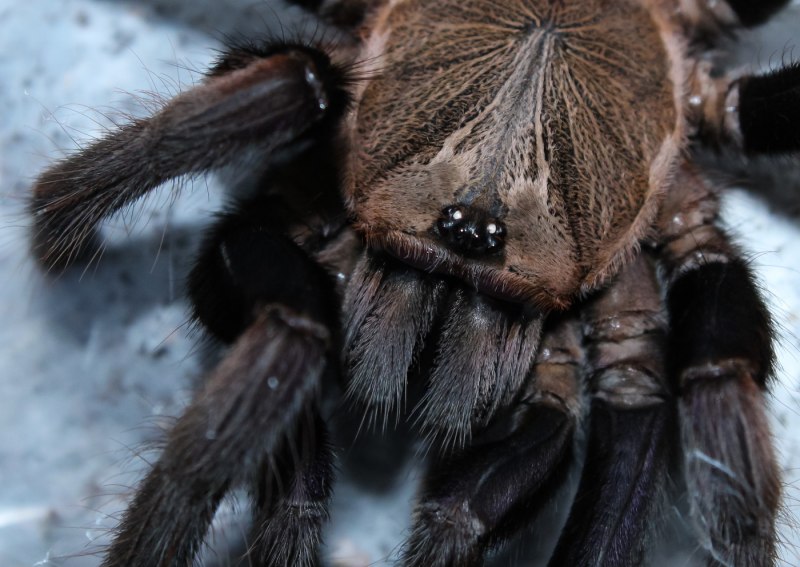 Паук-птицеед Chilobrachys fimbriatus