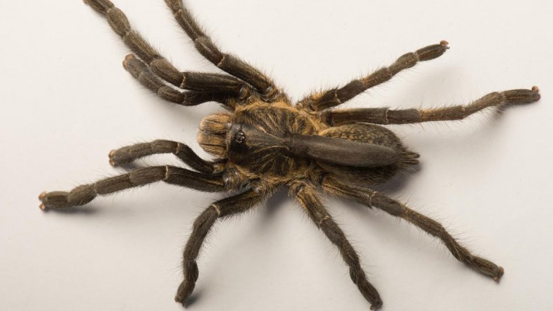 Паук с черепом на спине