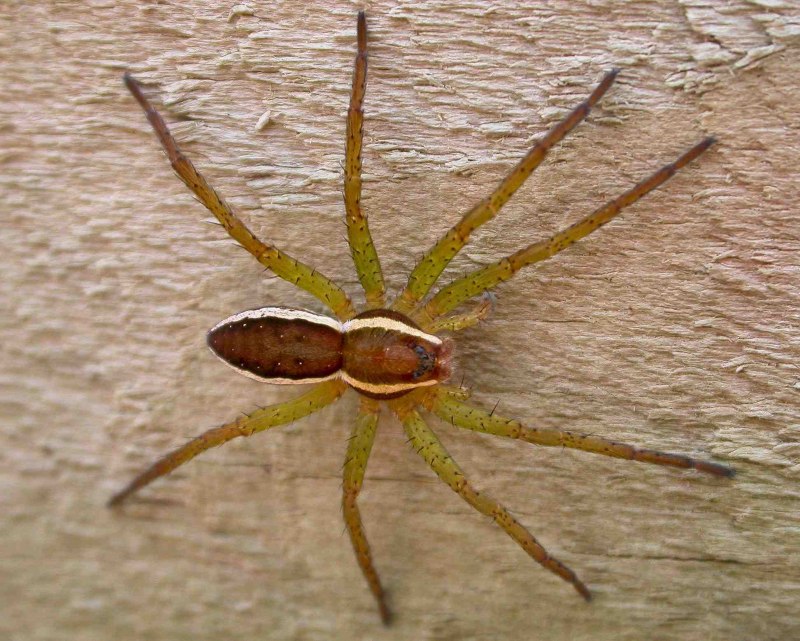 Dolomedes aquaticus паук