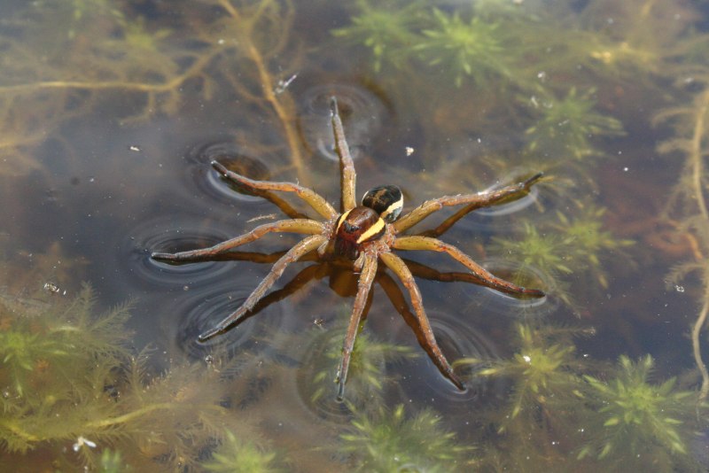 Африканский паук Бабуин