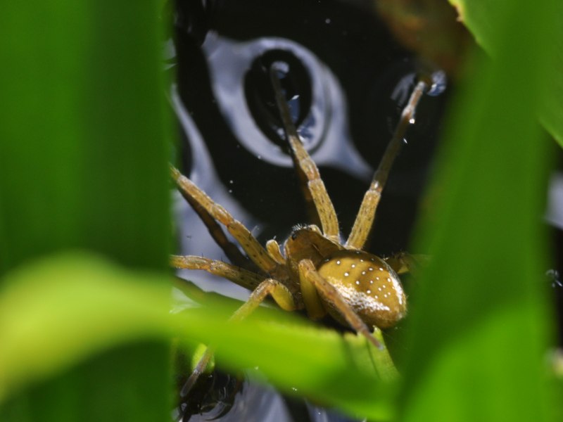 Паук доломедес (Dolomedes fimbriatus)
