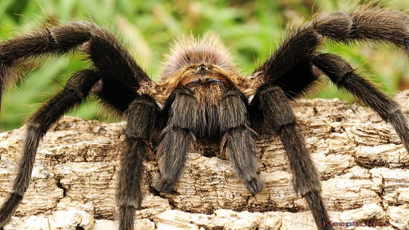 Голиаф сенокосец