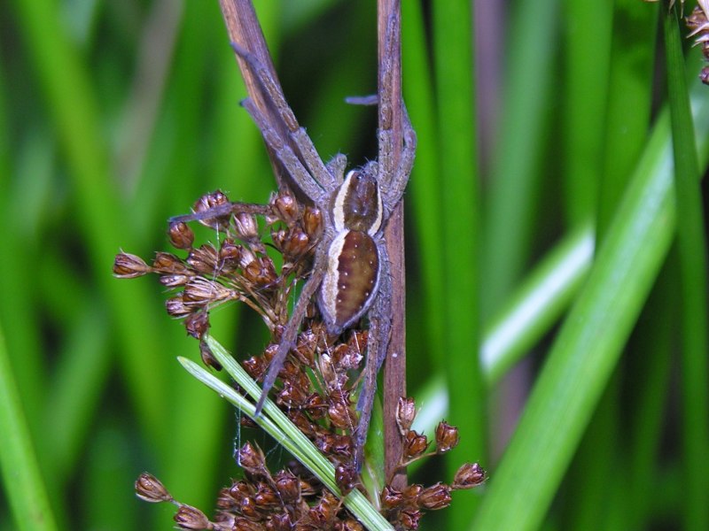 Dolomedes fimbriatus male