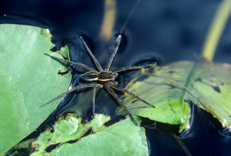 У паукообразных 8 ног