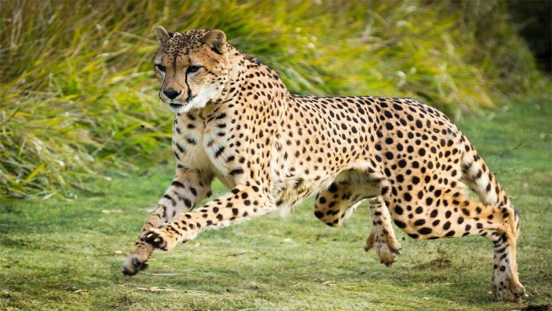 Cheetah (гепард)