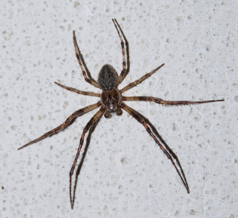 Черная вдова паук