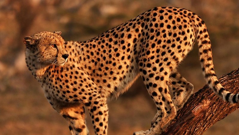 Прайд гепардов